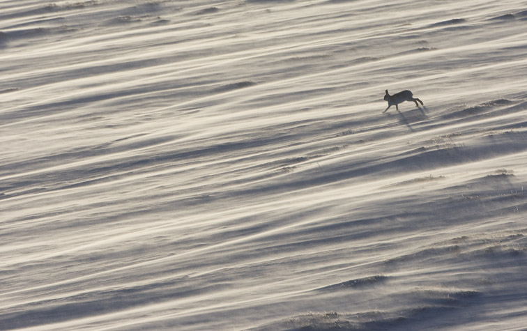 Mountain hare (Lepus timidus) running across windswept snowfield, Cairngorms National Park, Scotland. January 2010.